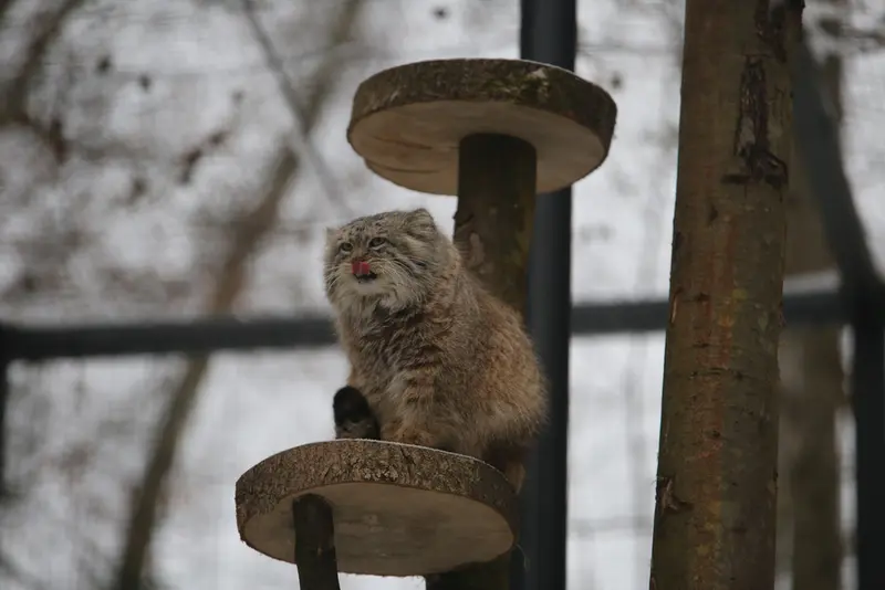 グダニスク動物園のマヌエルの写真