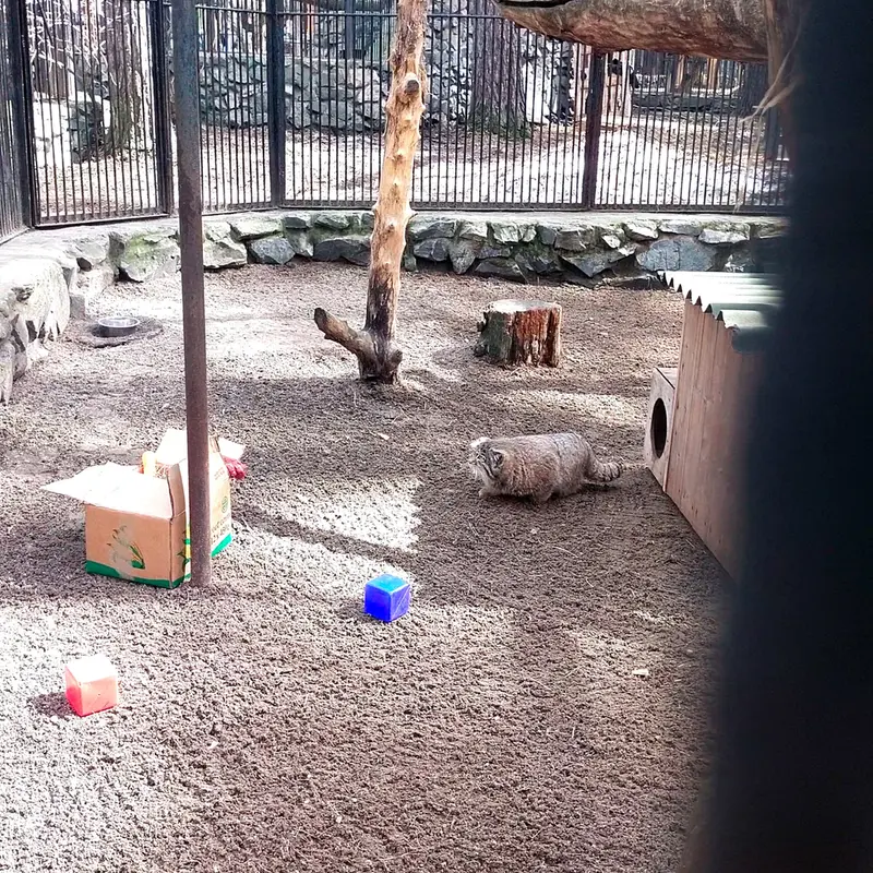 ノヴォシビルスク動物園のマヌルネコの写真