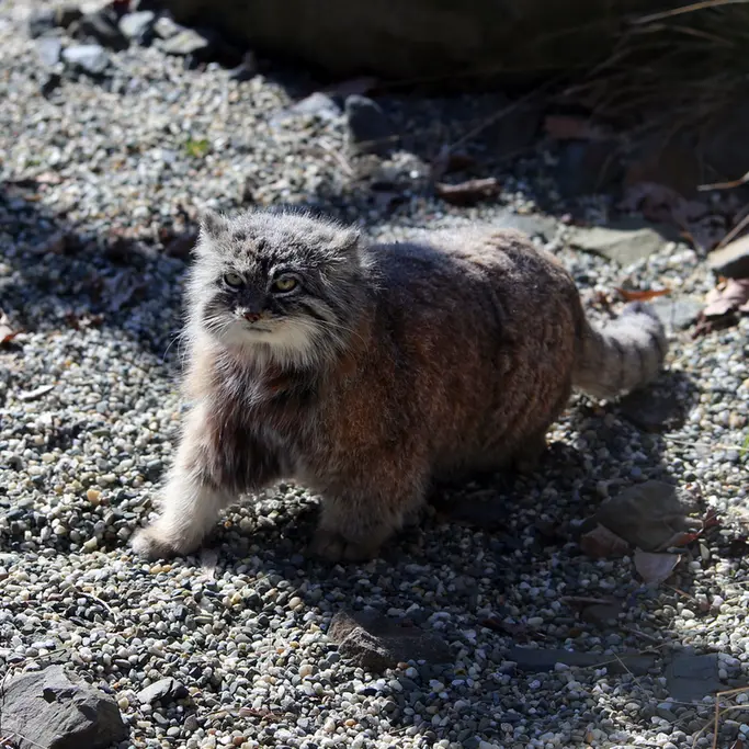 オストラヴァ動物園のモイラの写真