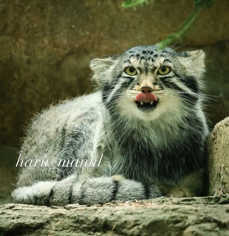 那須どうぶつ王国のナゴムの写真