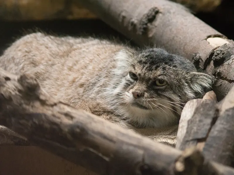 恩賜上野動物園のプリームラの写真