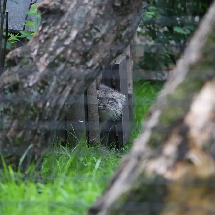ワルシャワ動物園のジェシーの写真