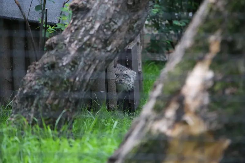 ワルシャワ動物園のジェシーの写真