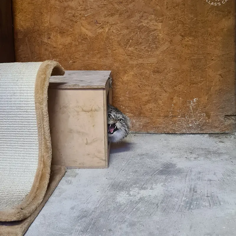 ポズナン新動物園のマゼランの写真