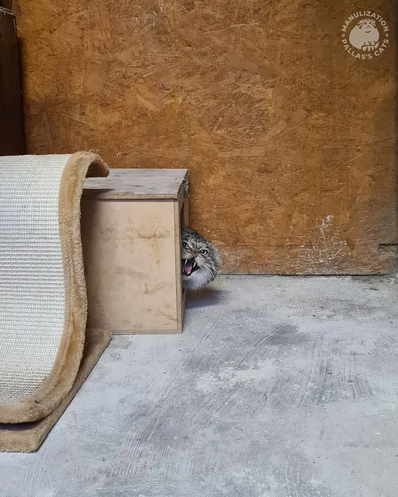 ポズナン新動物園のマゼランの写真