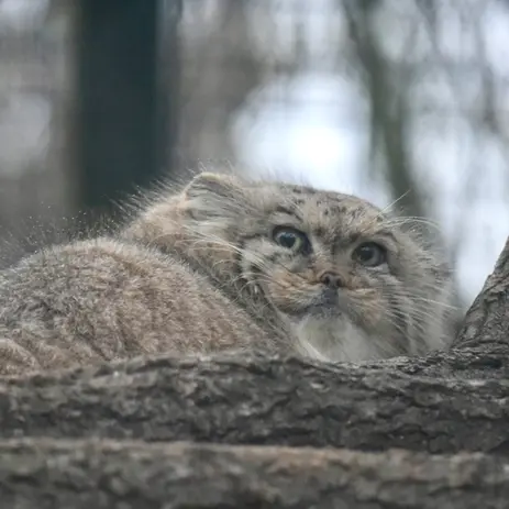 ザールブリュッケン動物園のカルプソの写真