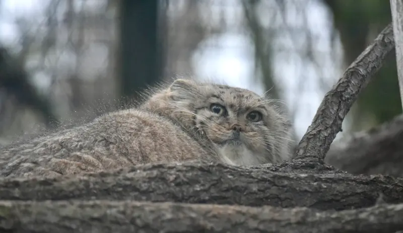 ザールブリュッケン動物園のカルプソの写真