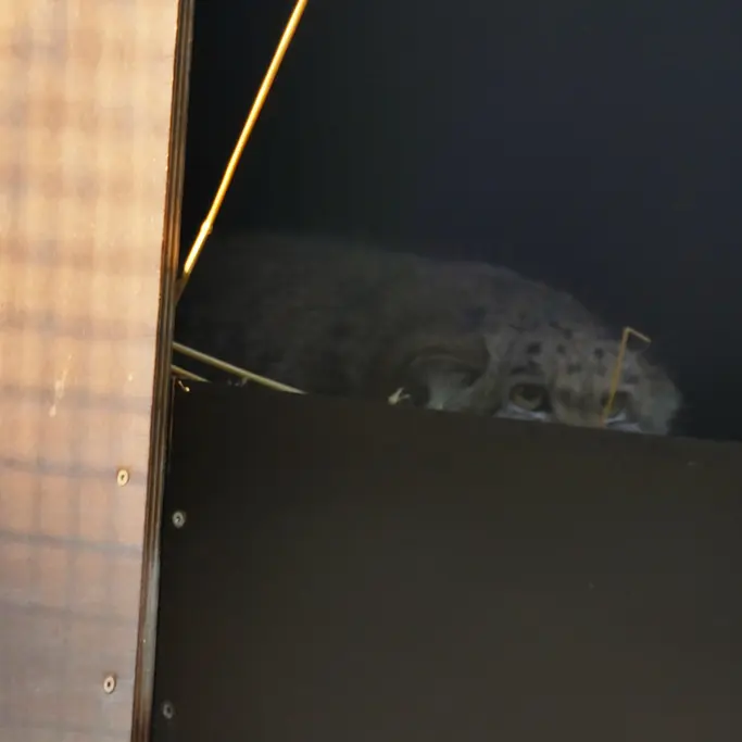ノイヴィート動物園のアーサーの写真