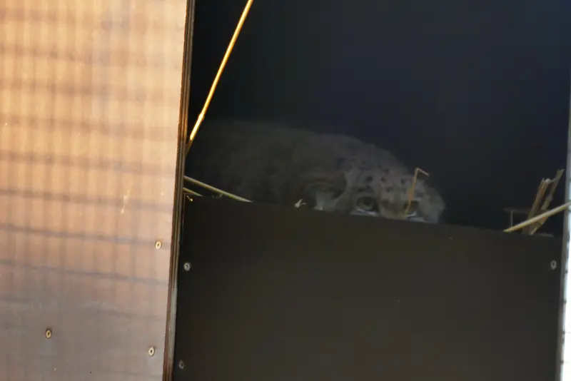 ノイヴィート動物園のアーサーの写真