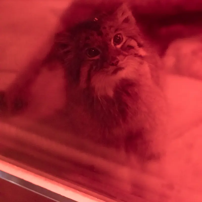 恩賜上野動物園のナイマの写真
