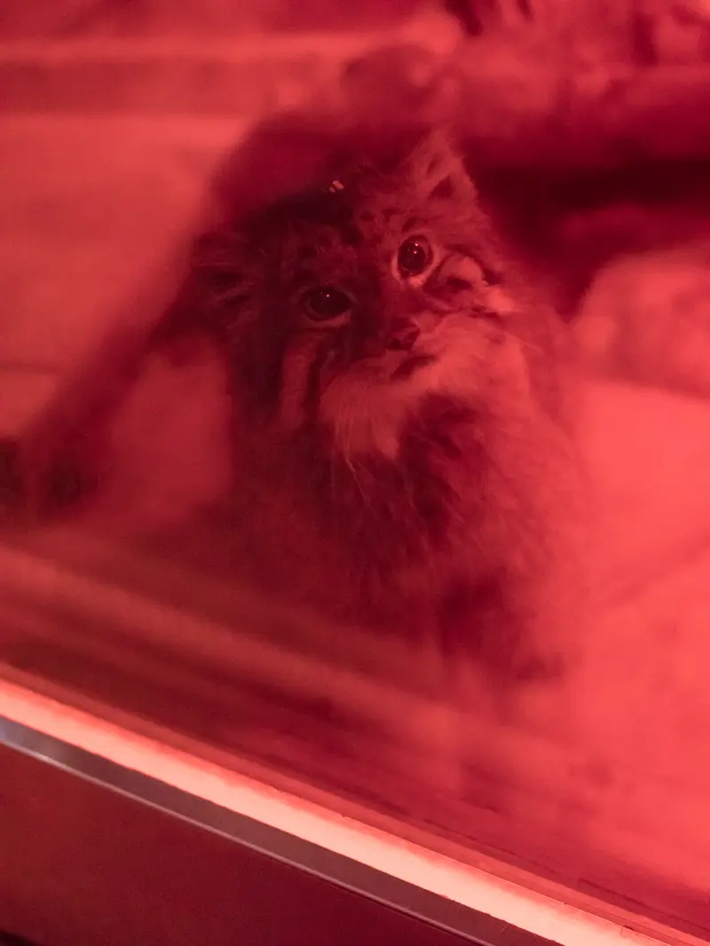 恩賜上野動物園のナイマの写真