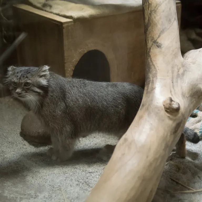 恩賜上野動物園のクリョンの写真