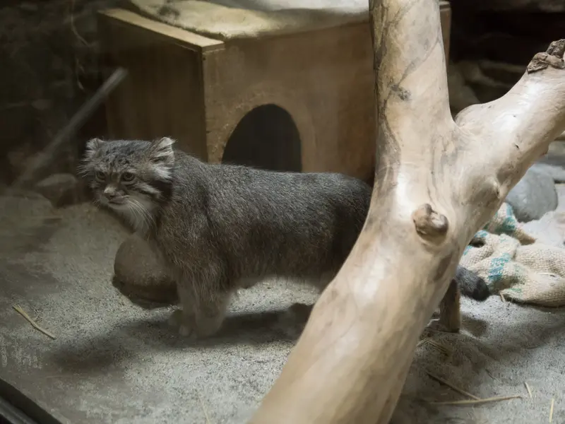 恩賜上野動物園のクリョンの写真