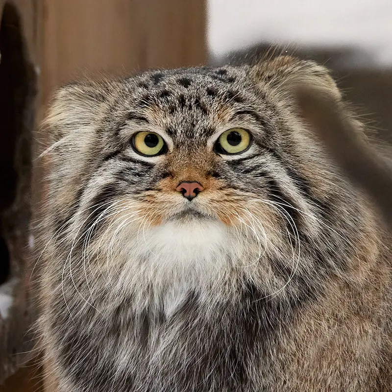 グリーンズ動物救護・リハビリテーションセンターのマヌルネコのラッキー