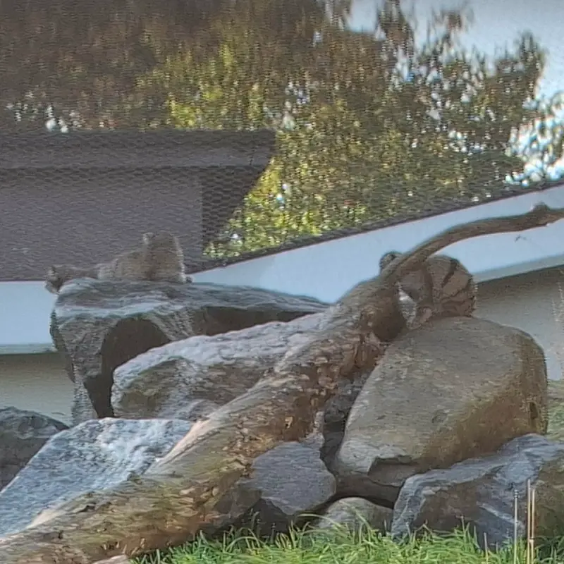 コルケアサーリ動物園のステン、サーガとサイミの写真