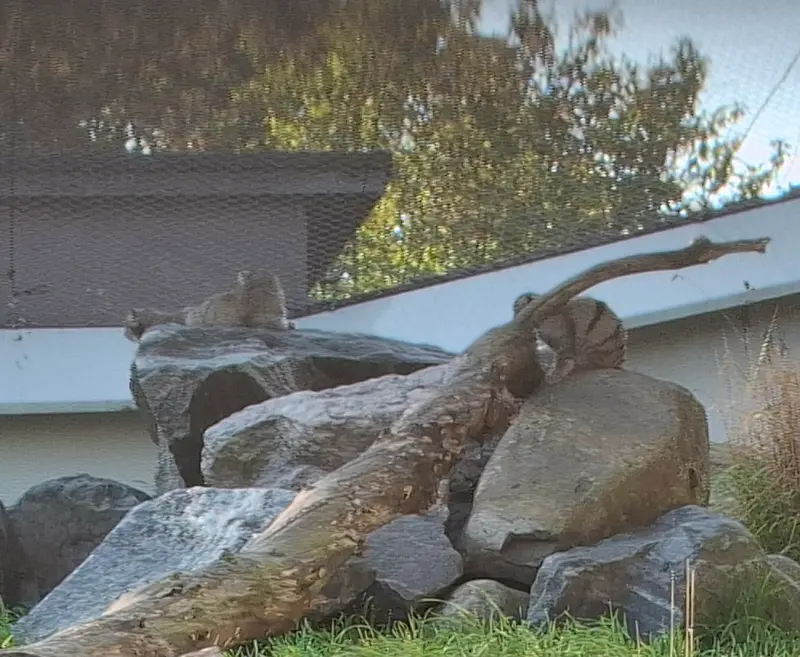 コルケアサーリ動物園のステン、サーガとサイミの写真
