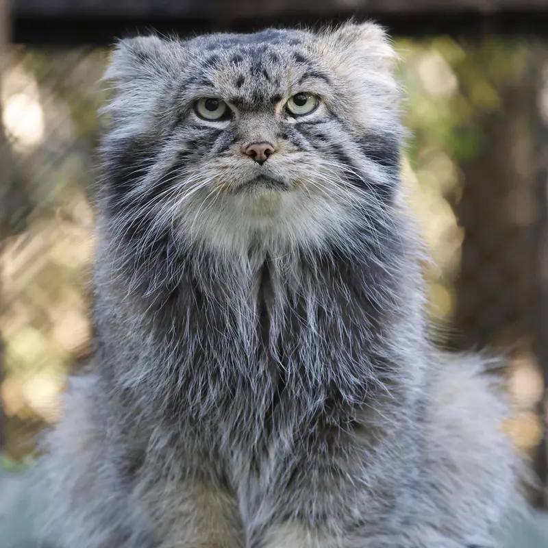 ノヴォシビルスク動物園のジョージの写真
