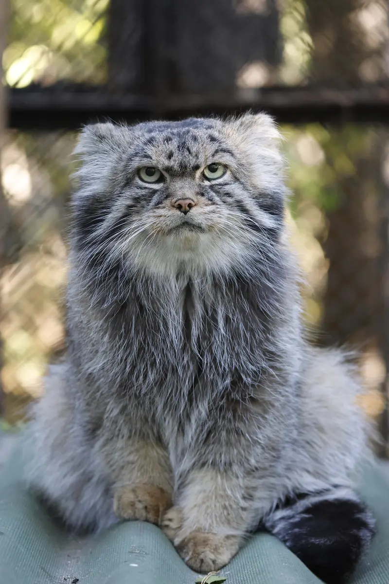 ノヴォシビルスク動物園のジョージの写真