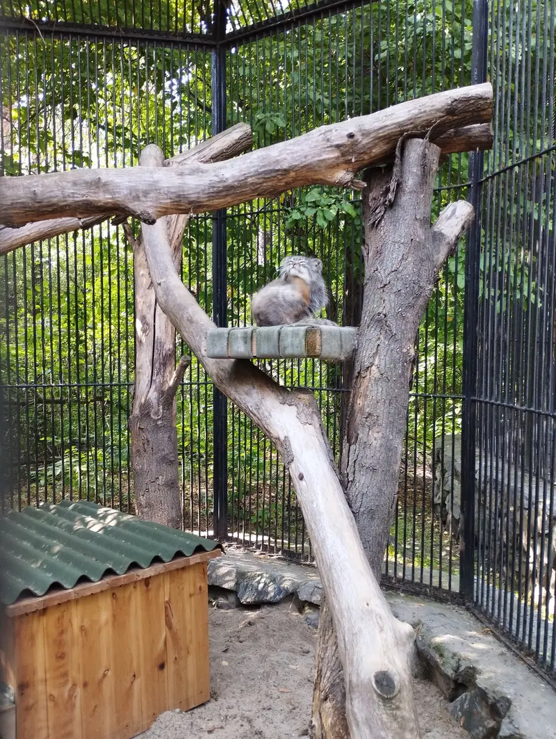 ノヴォシビルスク動物園のマヌルネコの写真