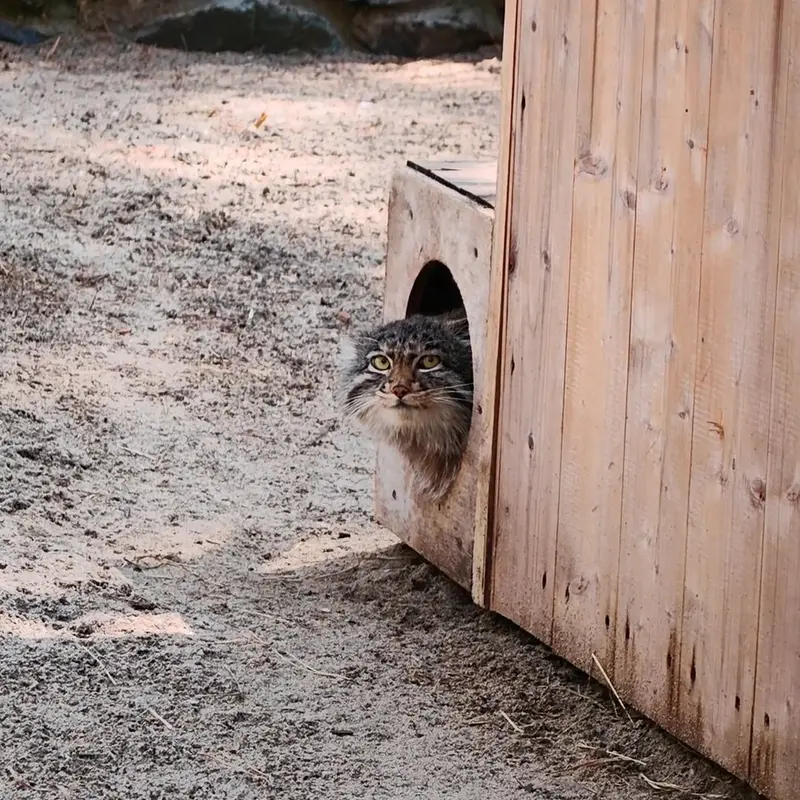 ノヴォシビルスク動物園のマヌルネコの写真