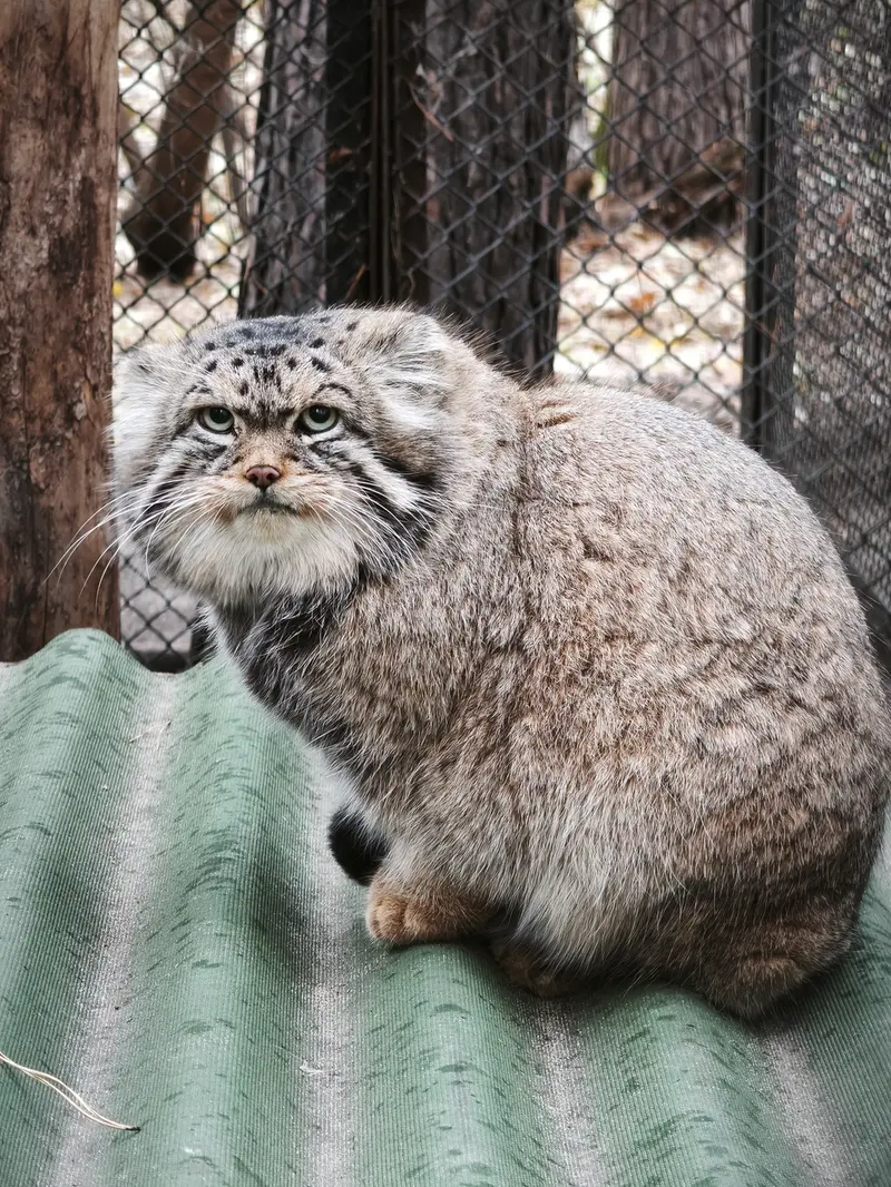 ノヴォシビルスク動物園のジョージの写真