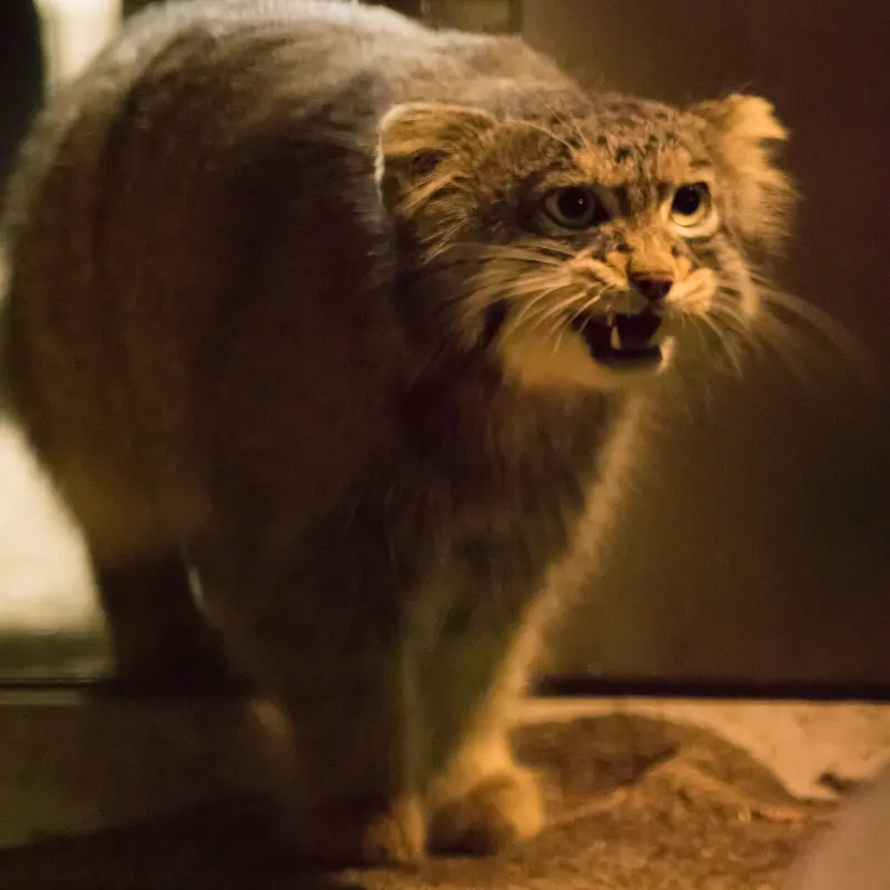 野毛山動物園のフィーガの写真