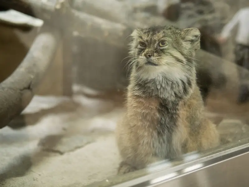 恩賜上野動物園のプリームラの写真