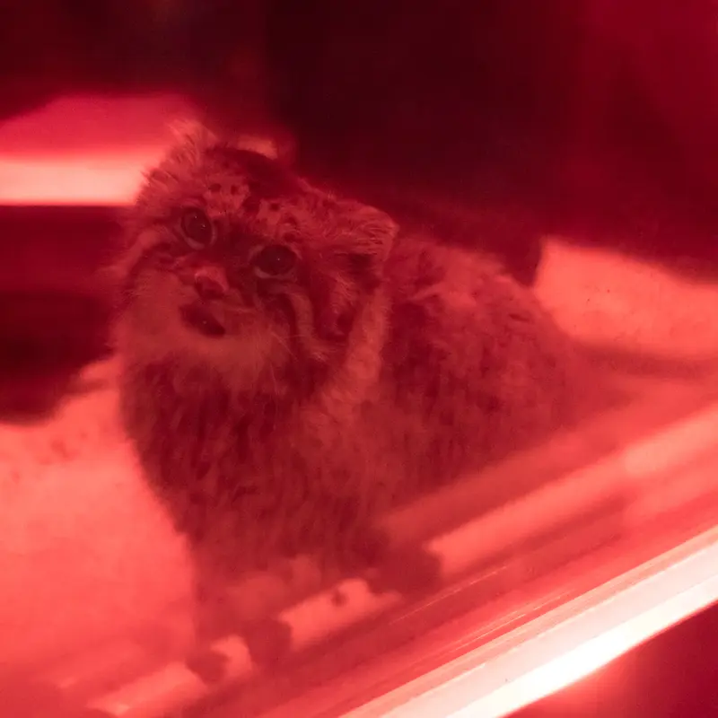 恩賜上野動物園のナイマの写真
