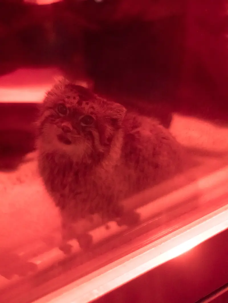 恩賜上野動物園のナイマの写真