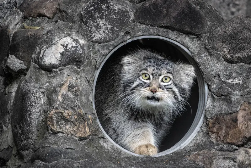 モスクワ動物園のティモフェイの写真