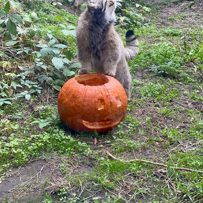 ブダペスト動物園＆植物園のボフスの写真