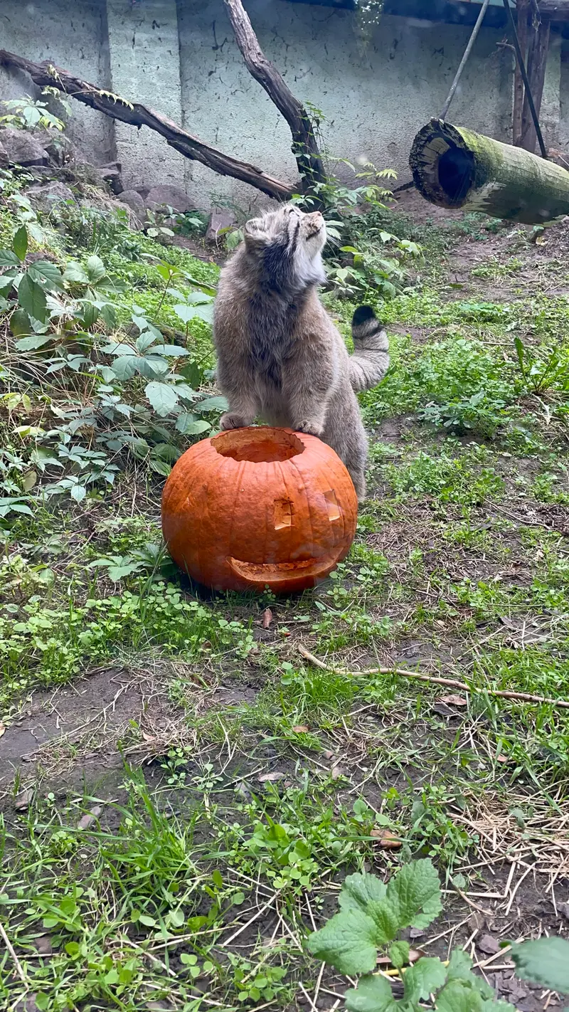 ブダペスト動物園＆植物園のボフスの写真