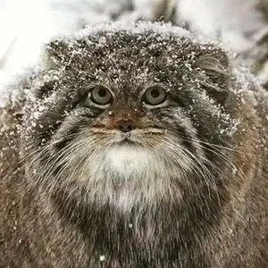 マヌルネコの写真