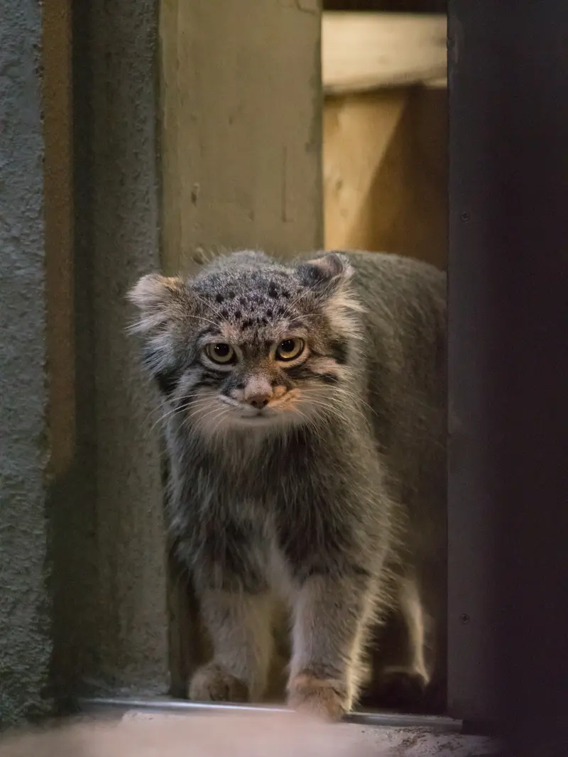 野毛山動物園のフィーガの写真
