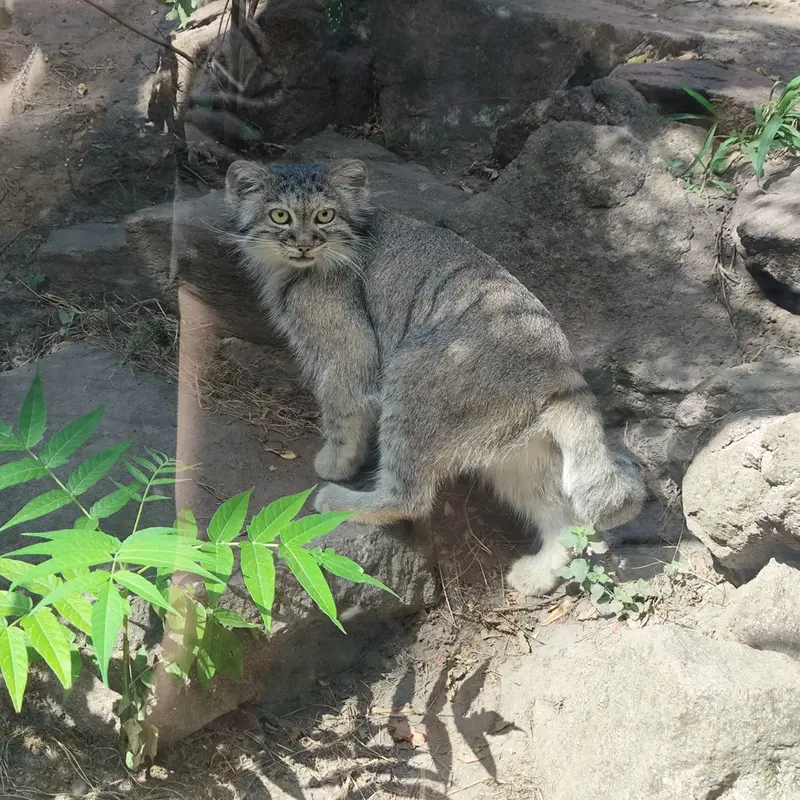 ブダペスト動物園・植物園のルーシーの写真