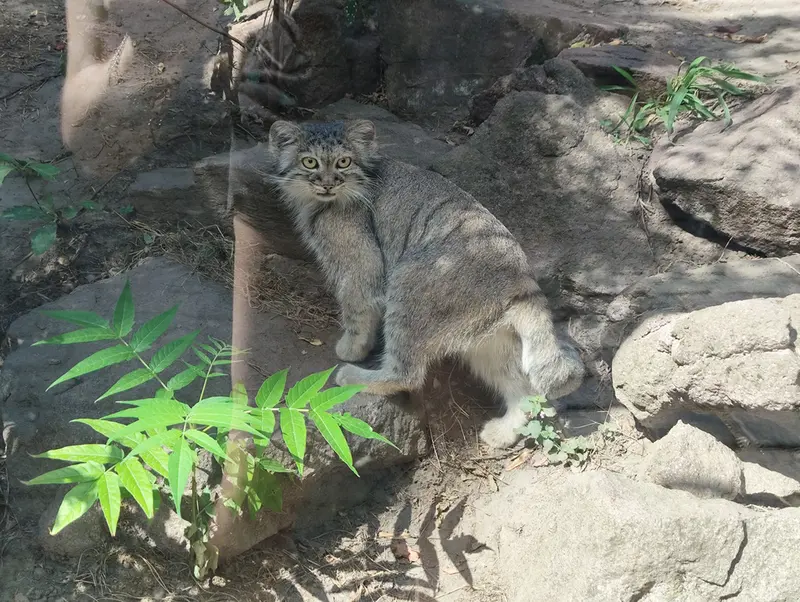 ブダペスト動物園・植物園のルーシーの写真
