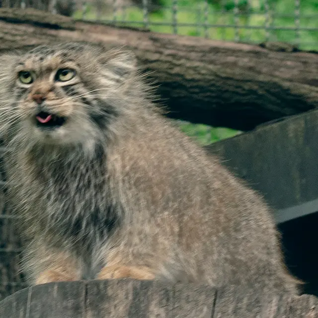 リトアニア動物園のメリッサの写真