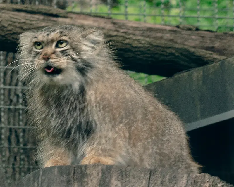 リトアニア動物園のメリッサの写真