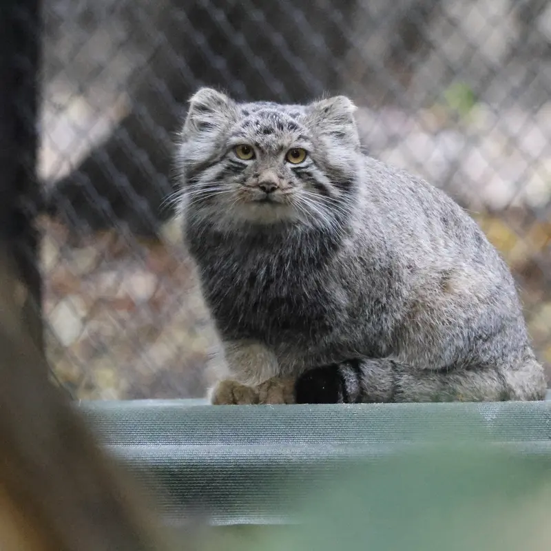 ノヴォシビルスク動物園のスネジャナの息子 b.2026 Ⅰの写真
