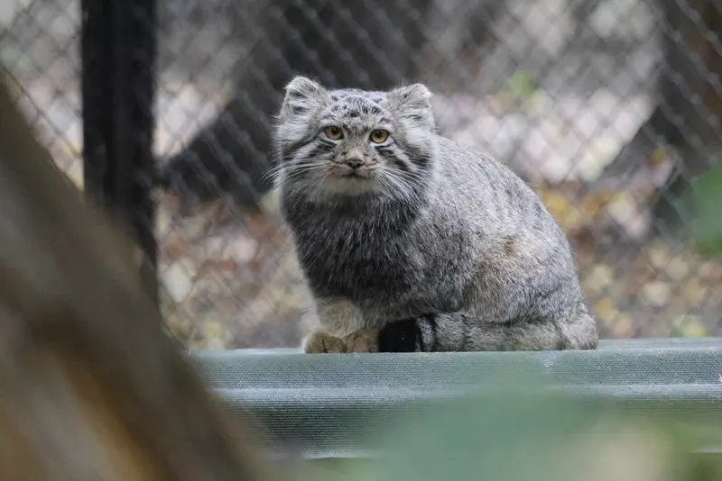 ノヴォシビルスク動物園のスネジャナの息子 b.2026 Ⅰの写真