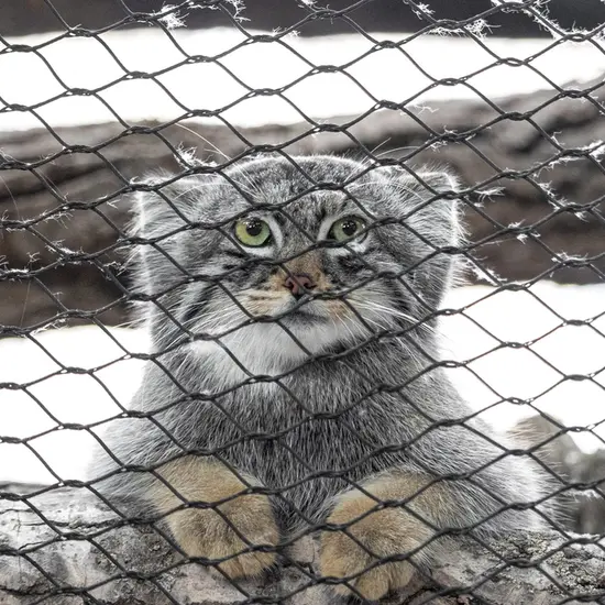 グレートプレーンズ動物園のサルヒの写真