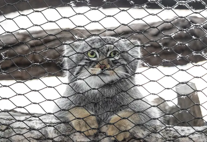 グレートプレーンズ動物園のサルヒの写真