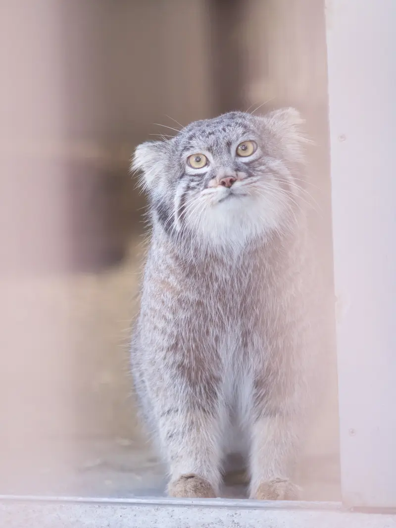 野毛山動物園のフィーガの写真