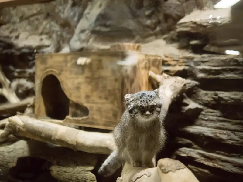 恩賜上野動物園のクリョンの写真