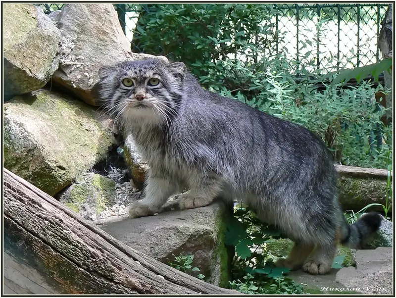 ポズナン新動物園のマヌルネコの写真