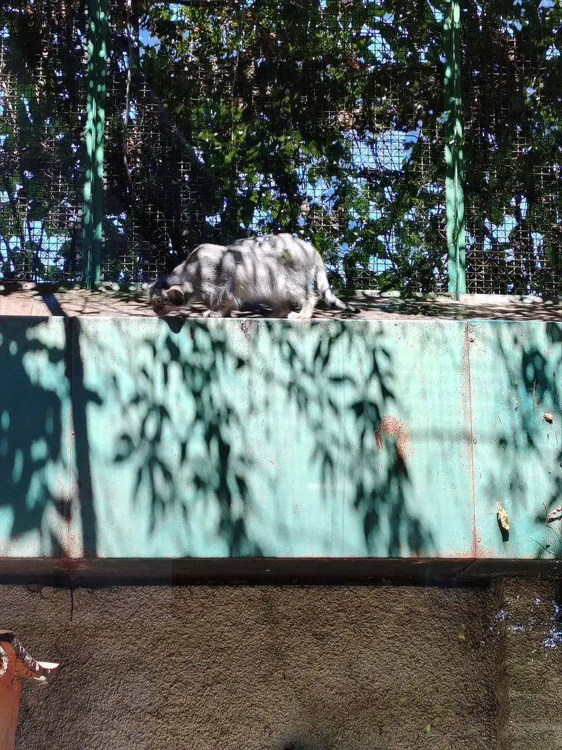 ブダペスト動物園・植物園のルーシーの写真