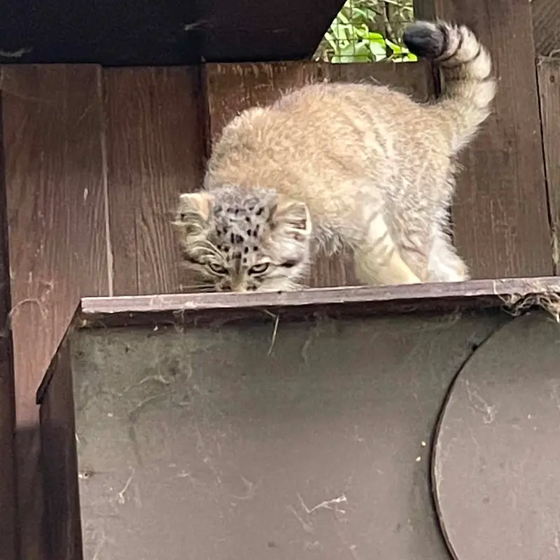 コシツェ動物園のアラニの子（2026年生まれ）Ⅱの写真