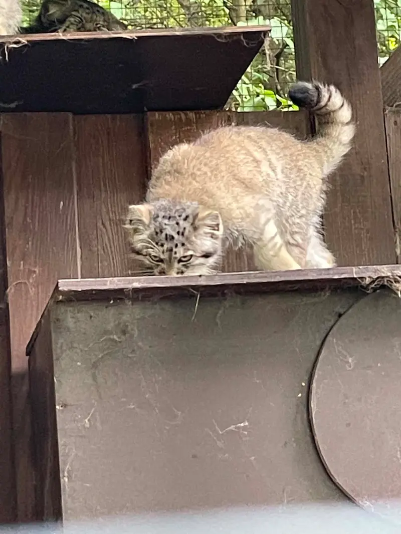 コシツェ動物園のアラニの子（2026年生まれ）Ⅱの写真