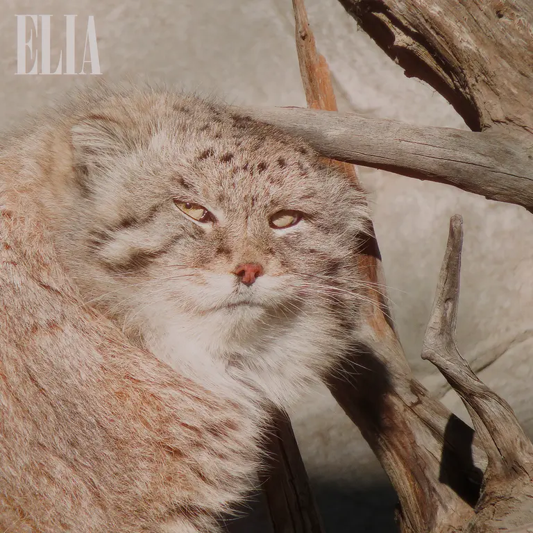 カルガリー動物園 / ワイルダー研究所のオラフの写真