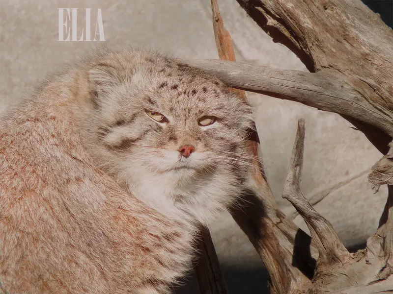 カルガリー動物園 / ワイルダー研究所のオラフの写真